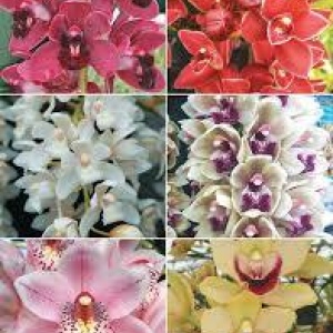Tienda - Las Orquídeas COMPUVERDE